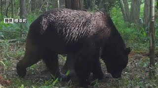 【速報】ＯＳＯ１８駆除と判明 釧路町でハンター駆除のクマ ＤＮＡ鑑定で特定 知らずに駆除か [upl. by Sucramraj]