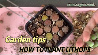 How to plant Lithops  Cách trồng sen mông [upl. by Senalda]