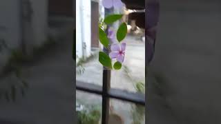 flower book ❣️ markshortvideos trending viralshort [upl. by Imoyaba]