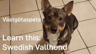 My EXPERIENCE on facts about the Swedish VallhundVästgötaspets swedishvallhund [upl. by Akoyn402]