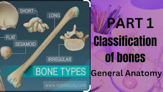 Classification of bones Part 1 General Anatomy anatomy generalanatomy bones [upl. by Larina]