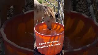 💕Cutest miniature horse splashing in his water trough 💕minihorse miniaturehorse [upl. by Malone]