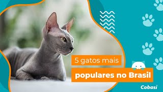 10 CURIOSIDADES sobre o GATO SIAMÊS 🐱🐾 Descubra [upl. by Derk]