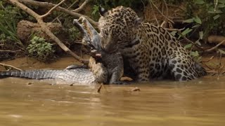 Jaguar vs Crocodile Deadly Battles in the Wild jaguars wildlife video [upl. by Eniarral]