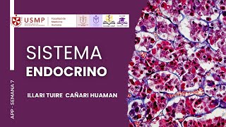 HISTOLOGÍA  SESIÓN 7  SISTEMA ENDOCRINO  ILLARI CAÑARI  2024 II [upl. by Katuscha]