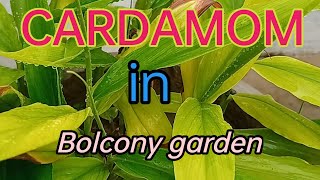 Secrets to Growing Cardamom in Your Balcony Garden [upl. by Jerrie]