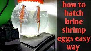 How To Hatch Brine Shrimp Eggs Easy Way [upl. by Yawnoc]