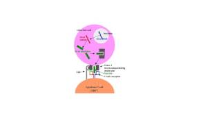 Cytotoxic T Cell Activation Tiny Teach [upl. by Odnaloy]