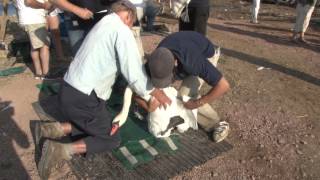 Abbotsbury swan round up 2013 HD [upl. by Schechinger521]