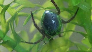 Argyroneta aquatica  The amazing water spider [upl. by Edan]