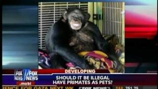 Chimp Attack  Fox News Feb 2009 [upl. by Wemolohtrab]