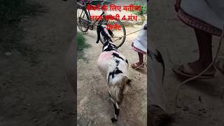 बेचने के लिए बतीसा नस्ल बकरी 4 मंथ प्रेग्नेंट banaras shortvideo [upl. by Eittel]