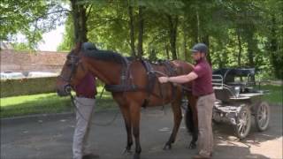 Attelage  Atteler son cheval  1  Mise à la voiture [upl. by Godber720]