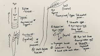 A Level Biology  Transpiration stream in Xylem [upl. by Lurleen]