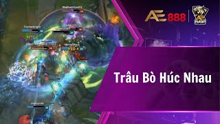 Esports AE  Trâu Bò Húc Nhau [upl. by Liahus137]