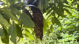 AUGUST HONEYBEE SWARM GREEN APIARY Part 2 of 3 [upl. by Oiralednac910]