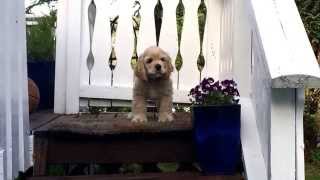 Cute american cocker spaniel puppy barking [upl. by Waneta]