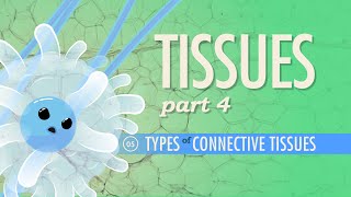 Tissues Part 4  Types of Connective Tissues Crash Course Anatomy amp Physiology 5 [upl. by Isadore20]