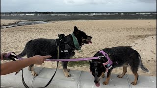 Beach walk in Altona [upl. by Vitkun740]