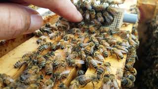 How to tell if your hive is truly Queenless and how I introduce a new Queen to a Honey Bee hive [upl. by Keller]