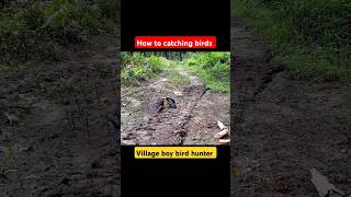 How to catching birds  How to hunting birds  Bird hunting trap  Birds story [upl. by Romeyn]