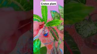 Croton plant croton plants gardening bonsai [upl. by Coffey]