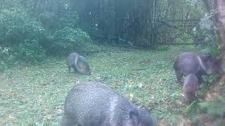 Dicotyles tajacu collared peccary cateto [upl. by Gothart]