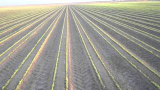 Weed Control in Onions [upl. by Ebag]