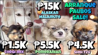 Arranque Pet Market Part 2  May 24 2023  Recto Manila [upl. by Llerod333]