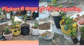 flipkart से आया हुआ ixora plant का reporting garden [upl. by Zeph]