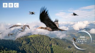 Teaching endangered ibis birds how to migrate  Planet Earth III  BBC [upl. by Nnyled250]