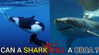 Can a shark defeat a killer whale  TOP FACTS [upl. by Lama]