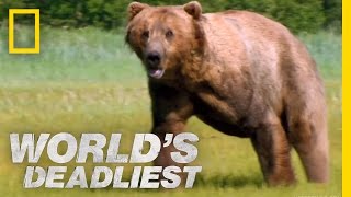 Grizzly Bear Attacks Prey  Worlds Deadliest [upl. by Theodoric936]