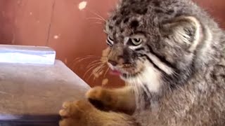 Pallass CatsManul Fight [upl. by Yenal52]