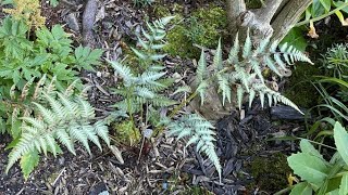 Japanese Painted Fern  September Update [upl. by Rozamond]