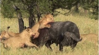 Battle at Serengeti buffalo lions amp elephants [upl. by Hanforrd543]