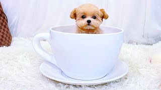 Teacup MaltiPoo Female Puppy Melanie [upl. by Eibur992]