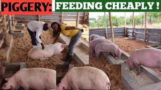 How To Feed PIGS At A Low COST  Cheap Feeds When To DEWORM PIGS [upl. by Helse]