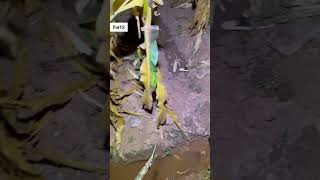 Amazing tool to catch Eels in the Water shorts fishing amazingfishing [upl. by Ik745]