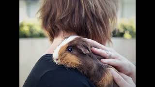 Todays awesome Guinea Pigs [upl. by Amme]