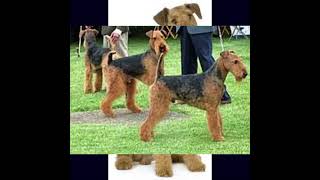 AIREDALE TERRIER DOG  dogbreed [upl. by Allemac]