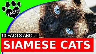 Top 10 Fun Facts About Siamese Cats  Cats 101 [upl. by Myrlene]