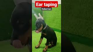 Ear taping in Doberman Puppy [upl. by Faustena876]