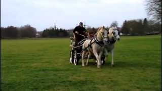 Attelage en paire araboboulonnais avec calèche à roues indépendantes [upl. by Akisey921]