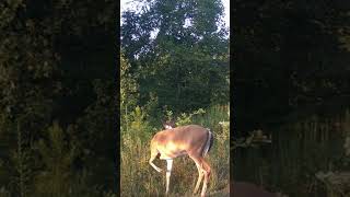 Big Old Swamp Donkey crittercam deer [upl. by Aciamaj]