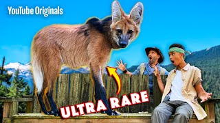 Save the Wolves with Coyote Peterson [upl. by Hplar712]