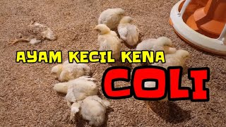 KASUS COLIBACILLOSIS PADA AYAM KECIL AyamBroiler broiler closehouse kandangayam [upl. by Opportina]