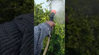 Fumigando limones con potasio polisulfuro agromil v dimetuato y calcio [upl. by Patty]