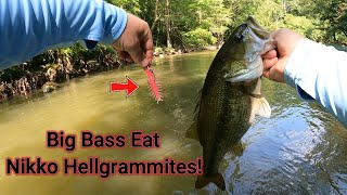 Late Summer Creek Fishing With Nikko Hellgrammites and Topwater bassfishing fishing river fish [upl. by Pare]