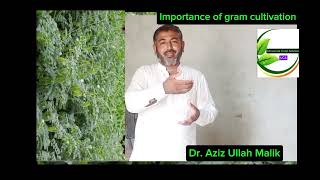 Cultivation tips about gramImportance of gram crop cultivationuniversal crop advisor [upl. by Ehr]